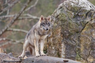 A young grey wolf (Canis lupus lupus) stands on a rotting tree trunk in front of a rock on a cloudy