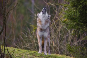 A male eurasian gray wolf (Canis lupus lupus) stands on a meadow on a hill and shakes off the rain
