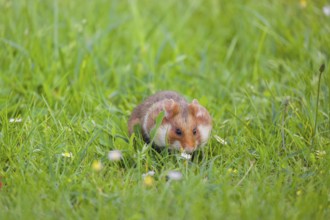 A European hamster (Cricetus cricetus), Eurasian hamster, black-bellied hamster or common hamster,