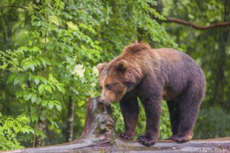 A young male Eurasian brown bear (Ursus arctos arctos) walks on a rotting log lying on the ground