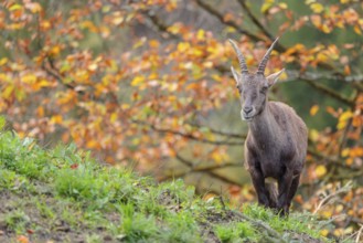 A female ibex (Capra ibex) standing on a cloudy day on a green meadow on top of a hill. A forest in
