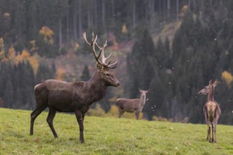 One red deer stag (Cervus elaphus) and some hind stand on a meadow on hilly ground. A forest in