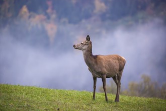 A red deer hind (Cervus elaphus) stands in a meadow on a foggy day