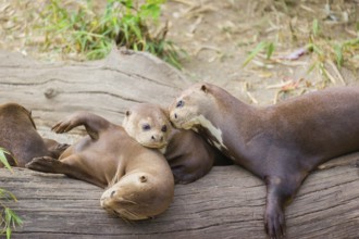 A family of giant otter or giant river otter (Pteronura brasiliensis) rest on a river bank