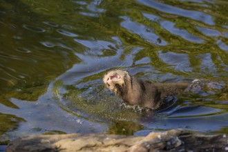 One giant otter or giant river otter (Pteronura brasiliensis)leaving the river, shaking the water
