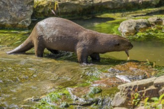 A giant otter or giant river otter (Pteronura brasiliensis) eats fish in the shallow water of a
