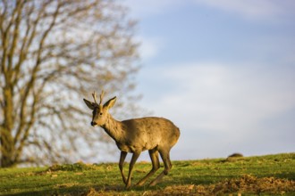 A roebuck (Capreolus capreolus) sweeps his antlers on the ground