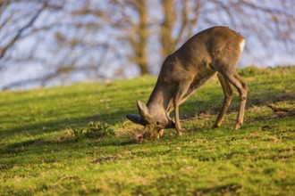 A roebuck (Capreolus capreolus) sweeps his antlers on the ground
