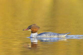 Common merganser, goosander (Mergus merganser merganser) female swimming in lake at sunset in