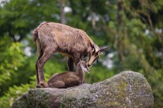 An adult female chamois (Rupicapra rupicapra) and her cub stand on a rock. A green forest is in the