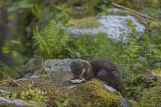 One Eurasian otter (Lutra lutra), sitting on a mossy rock and eating a fresh caught fish