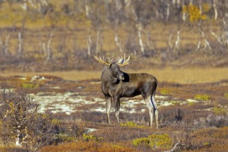 Moose, elk (Alces alces), adult bull, male foraging on the tundra in autumn, fall, Sweden,