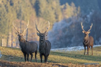 Three Japanese sika deer stags (Cervus nippon nippon) stand on a meadow in hilly terrain. A blue