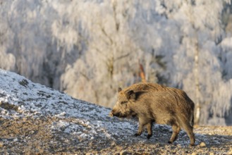 On a sunny day, a wild boar (Sus scrofa) searches for food in a frozen field. A forest covered in