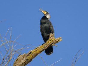 Common Cormorant (Phalacrocorax carbo), adult male in breeding plumage, perched on a dead tree