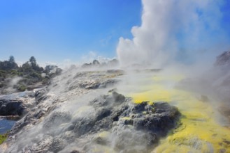 Prince of Wales and Pohutu geysers erupting, Te Puia Thermal Valley, Rotorua, Bay of Plenty, North