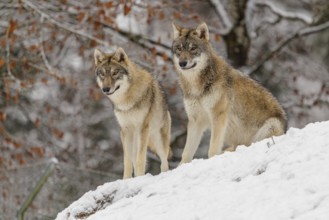 Two young grey wolves (Canis lupus lupus) sit on a snow-covered hill on a cold, cloudy day. A
