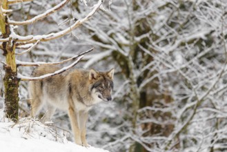 A young grey wolves (Canis lupus lupus) stands on a snow-covered hill on a cold, cloudy day. A