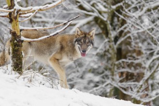 A young grey wolves (Canis lupus lupus) stands on a snow-covered hill on a cold, cloudy day. A