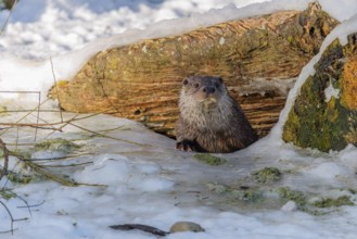 On a sunny day, an otter (Lutra lutra) leaves the river through a hole in the ice hidden under the