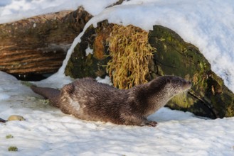 On a sunny day an otter (Lutra lutra) rests in the snow in front of a root of a dead tree