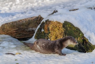 On a sunny day, an otter (Lutra lutra) sits on the ice of a frozen river in front of the root of a