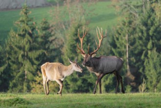 An Altai maral stag or Altai moose (Cervus canadensis sibiricus) approaches a hind to test if she
