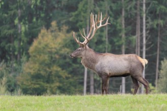 An Altai maral stag, Altai wapiti or Altai elk (Cervus canadensis sibiricus) crosses a meadow in