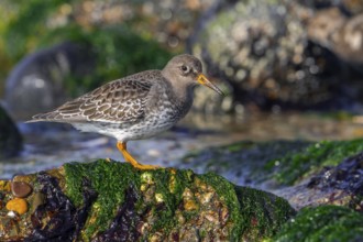 Purple sandpiper (Calidris maritima) in non-breeding plumage showing camouflage colours among rocks