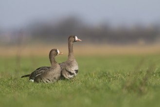 White-fronted goose (Anser albifrons), Texel, Netherlands