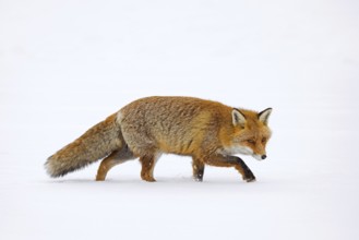 Red fox (Vulpes vulpes) hunting in the snow in winter