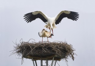 Weißstorch (Ciconia ciconia), Paar am Nistplatz, Männchen springt nach der Kopulation vom Weibchen