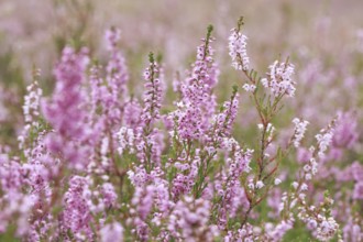 Close-up of flowering heather in the Lüneburg Heath, Lower Saxony, Germany, Europe