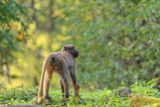 A female gelada (Theropithecus gelada), or bloodheart monkey, stands in beautiful light on a green
