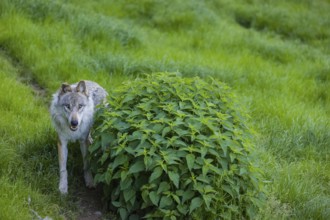 One eurasian gray wolf (Canis lupus lupus) stands on a green meadow in an open forest