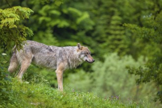 A eurasian gray wolf (Canis lupus lupus) stands on a grassy hill with a green forest in the