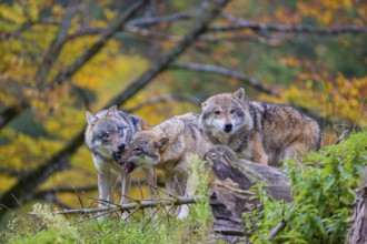 Three eurasian gray wolves (Canis lupus lupus) meet on a hill, show some social behaviour. A forest