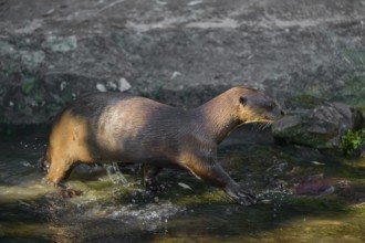 One giant otter or giant river otter (Pteronura brasiliensis) stands on a mossy rock at a little