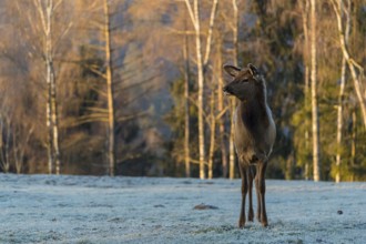 One young female wapiti, Cervus canadensis with hoarfrost in her fur, stands in a frozen meadow at