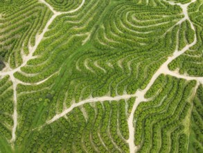 Cultivated orange trees (Citrus sinensis) and network of agricultural roads. Aerial view. Drone