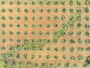 Cultivated olive trees (Olea europaea). Aerial view. Drone shot. Jaén province, Andalusia, Spain,