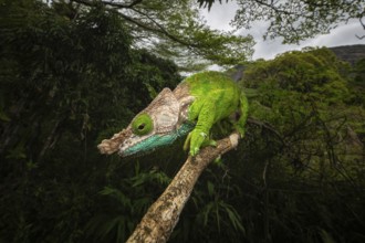 Female chameleon (Calumma linotum) in the rainforests of Amper Mountain National Park in northern