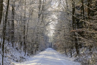 Straight hiking trail on a former railway embankment in the snow near Dürrröhrsdorf-Dittersbach,