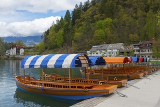 Wooden boats with strip canopies on a quiet lake in front of forest and houses, Lake Bled, Lake
