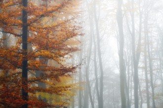 Single beech (Fagus sylvatica) with colourful autumn leaves, beech forest in fog, Canton Aargau,