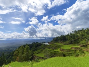 Rice fields, rice terraces, landscape near Limbong, Tana Toraja, Sulawesi, Indonesia, Asia