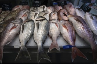 Display Dorade, Fish, Fishmonger, Interior view, Market hall, Mercat de l'Olivar, Palma de Majorca,