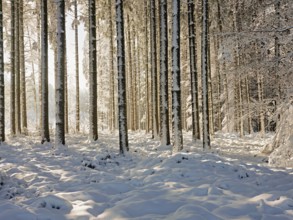 Snow-covered winter forest, Horben, Freiamt, Canton Aargau, Switzerland, Europe