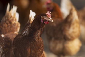 Brown hen in the foreground, surrounded by blurred conspecifics in the background, domestic fowl,