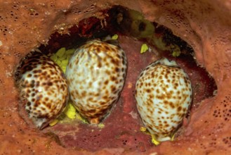 Three specimens of tiger cowrie (Cypraea tigris) hiding in cavity of sponge (Porifera), Pacific